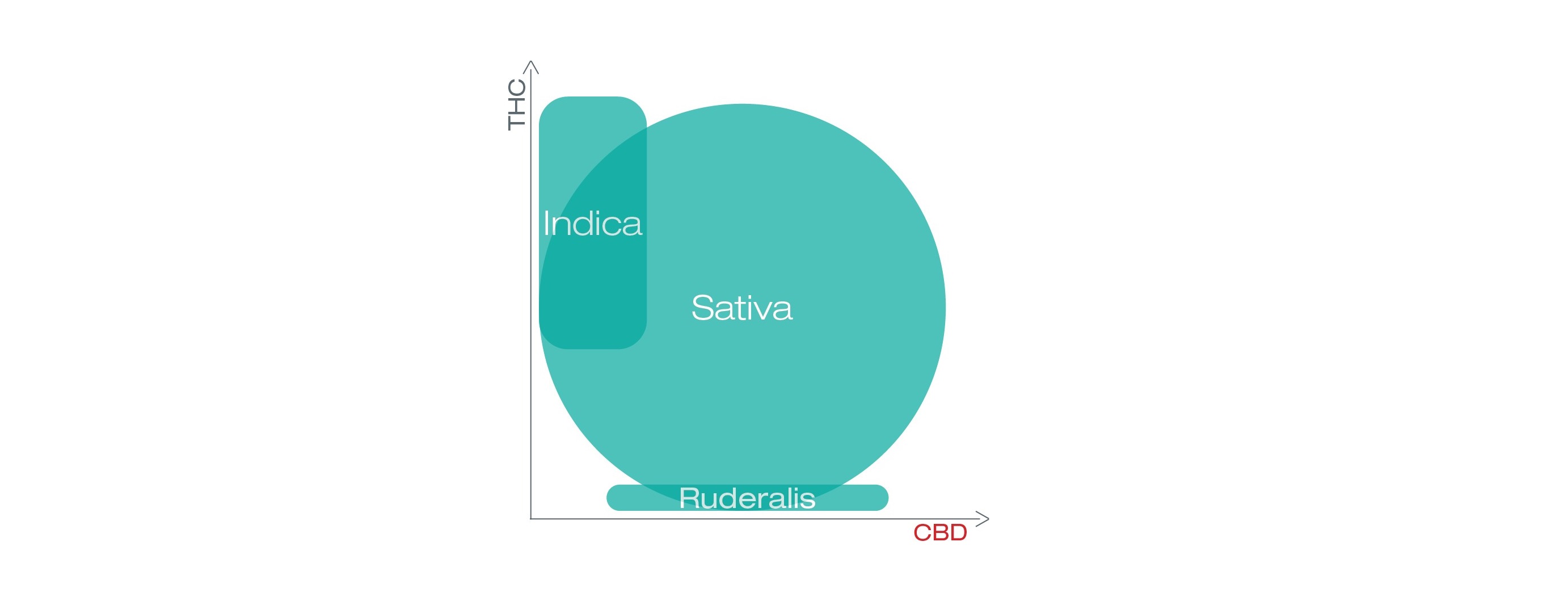 Diagramm mit THC und CBD in Sativa, Indica und Ruderalis